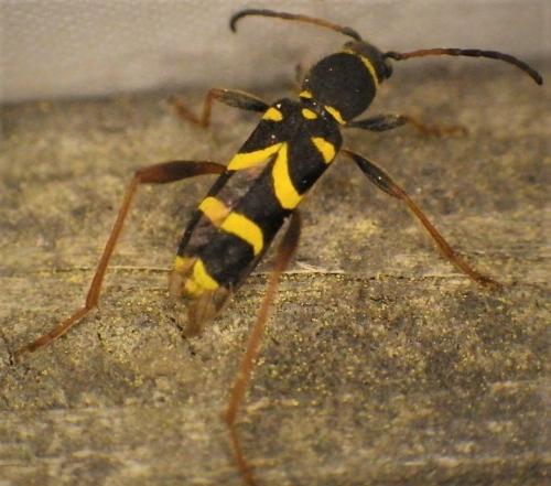 Clytus arietis